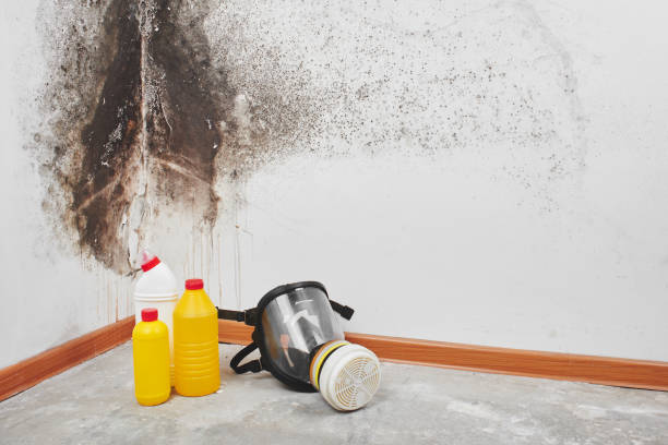 Best Mold Remediation  in Mcdonald, PA