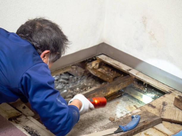 Best Water Damage Restoration  in Mcdonald, PA