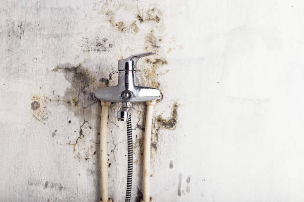 Best Mold Damage Repair  in Mcdonald, PA