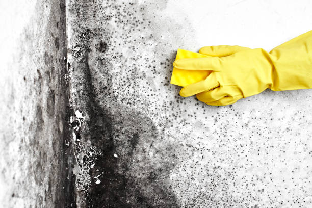 Best Black Mold Removal  in Mcdonald, PA