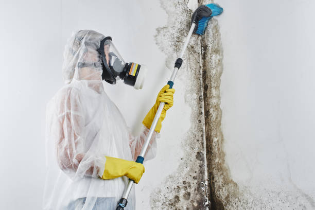 Best Affordable Mold Removal  in Mcdonald, PA