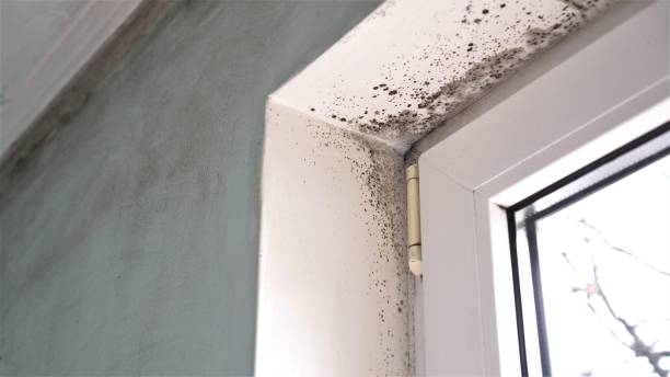 Trusted Mcdonald, PA Mold Removal Experts