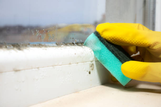 Best Mold Removal Specialists  in Mcdonald, PA