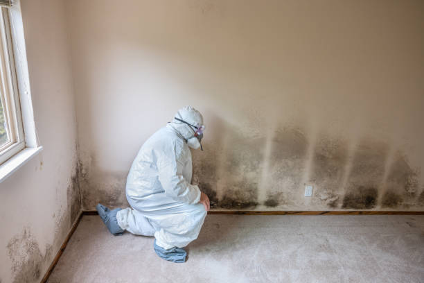 Best Mold Cleaning Services  in Mcdonald, PA