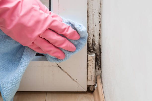 Best Attic Mold Removal  in Mcdonald, PA